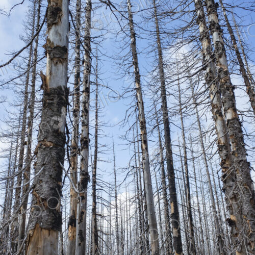 Fire damaged forest & trees, along the Pacific Crest Trail, Mount Adams Wilderness,…