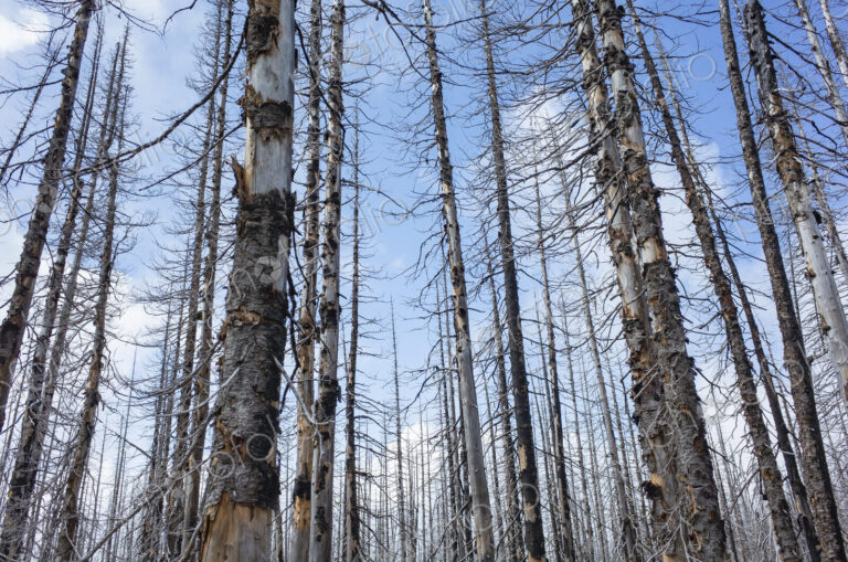 Fire damaged forest & trees, along the Pacific Crest Trail, Mount Adams Wilderness,…