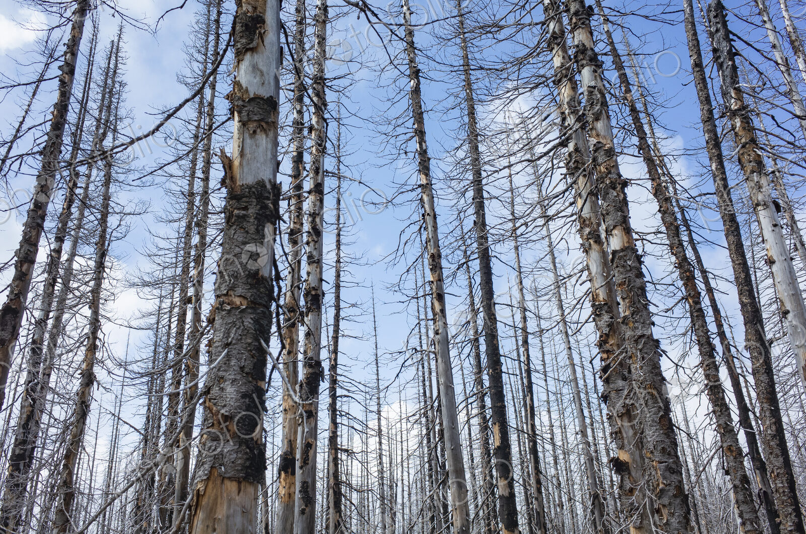 Fire damaged forest & trees, along the Pacific Crest Trail, Mount Adams Wilderness,…