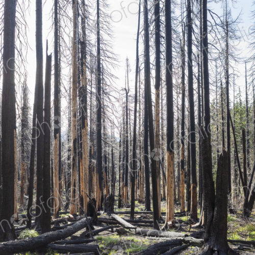 Fire damaged forest & trees, along the Pacific Crest Trail, Mount Adams Wilderness,…