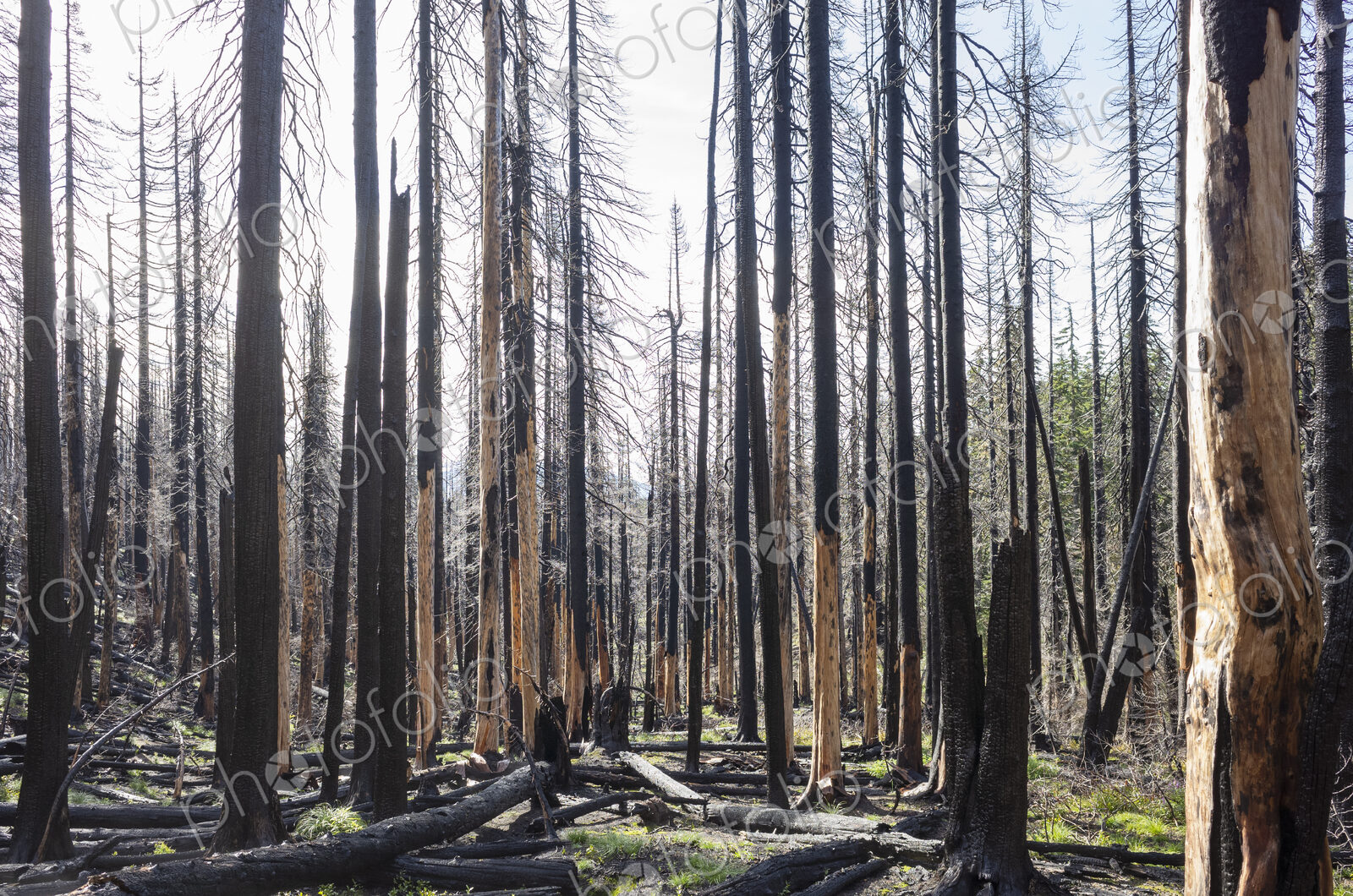 Fire damaged forest & trees, along the Pacific Crest Trail, Mount Adams Wilderness,…