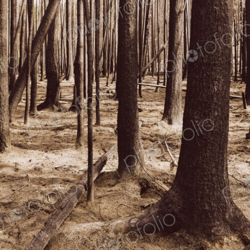 Fire damaged trees and forest (from the 2012 Table Mountain Fire), Okanogan-Wenatchee…