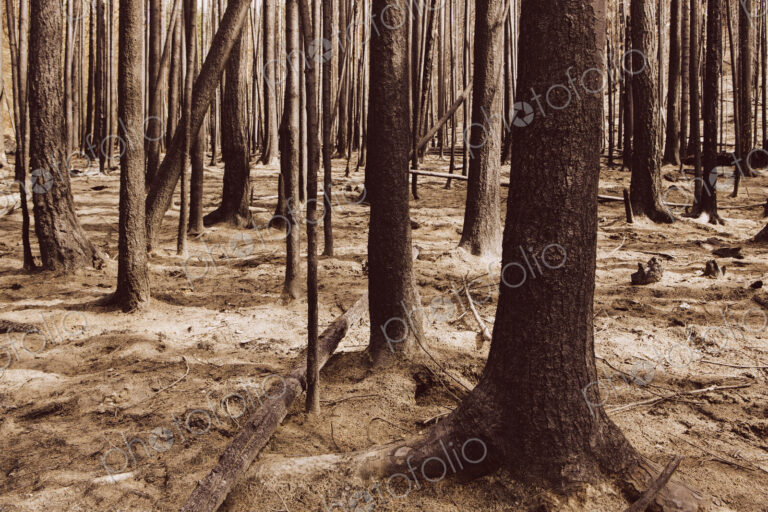 Fire damaged trees and forest (from the 2012 Table Mountain Fire), Okanogan-Wenatchee…