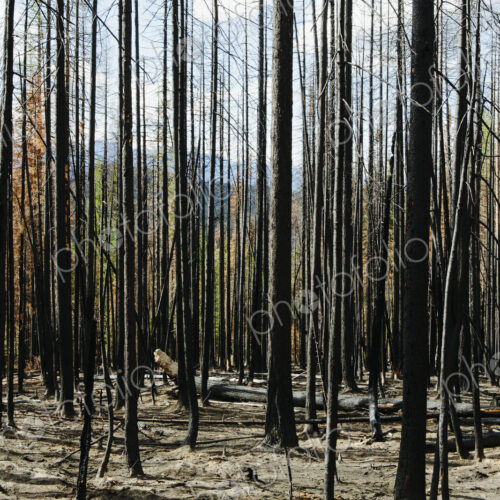 Fire damaged trees and forest (from the 2012 Table Mountain Fire), Okanogan-Wenatchee…