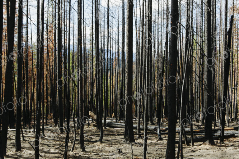 Fire damaged trees and forest (from the 2012 Table Mountain Fire), Okanogan-Wenatchee…