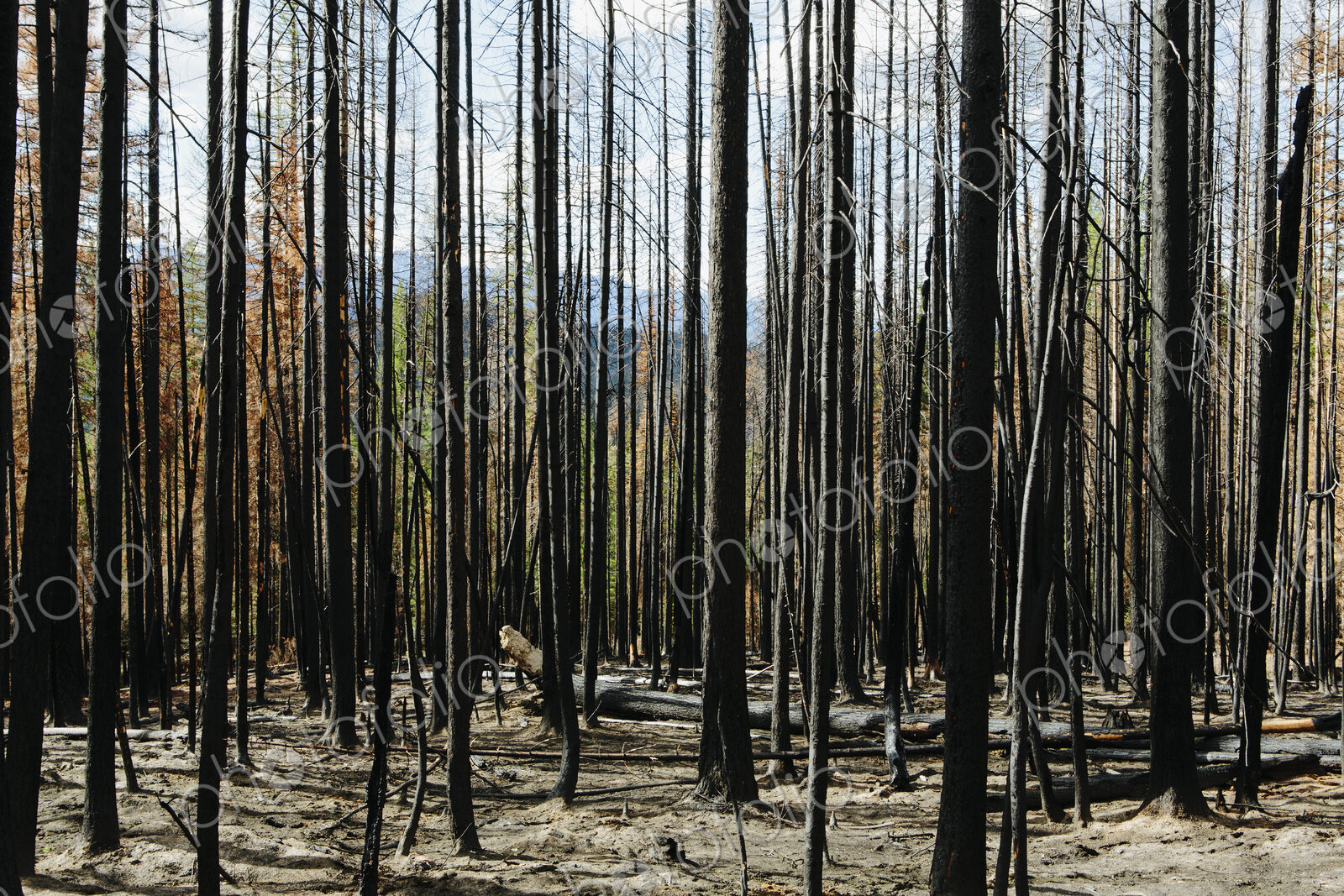 Fire damaged trees and forest (from the 2012 Table Mountain Fire), Okanogan-Wenatchee…