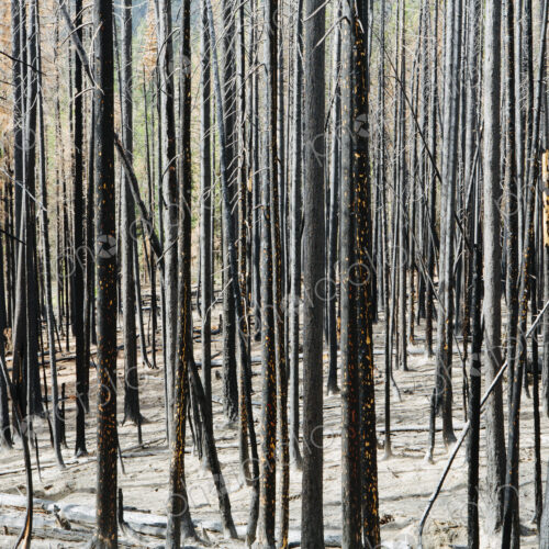 Fire damaged trees and forest (from the 2012 Table Mountain Fire), Okanogan-Wenatchee…