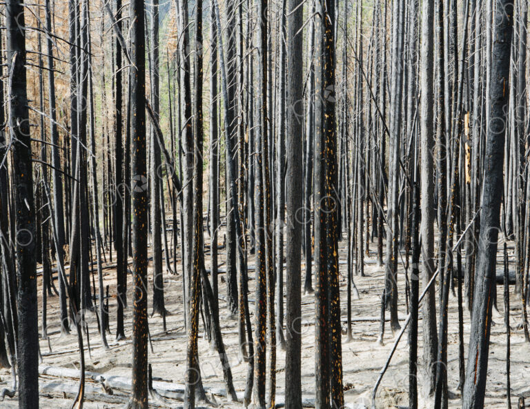 Fire damaged trees and forest (from the 2012 Table Mountain Fire), Okanogan-Wenatchee…