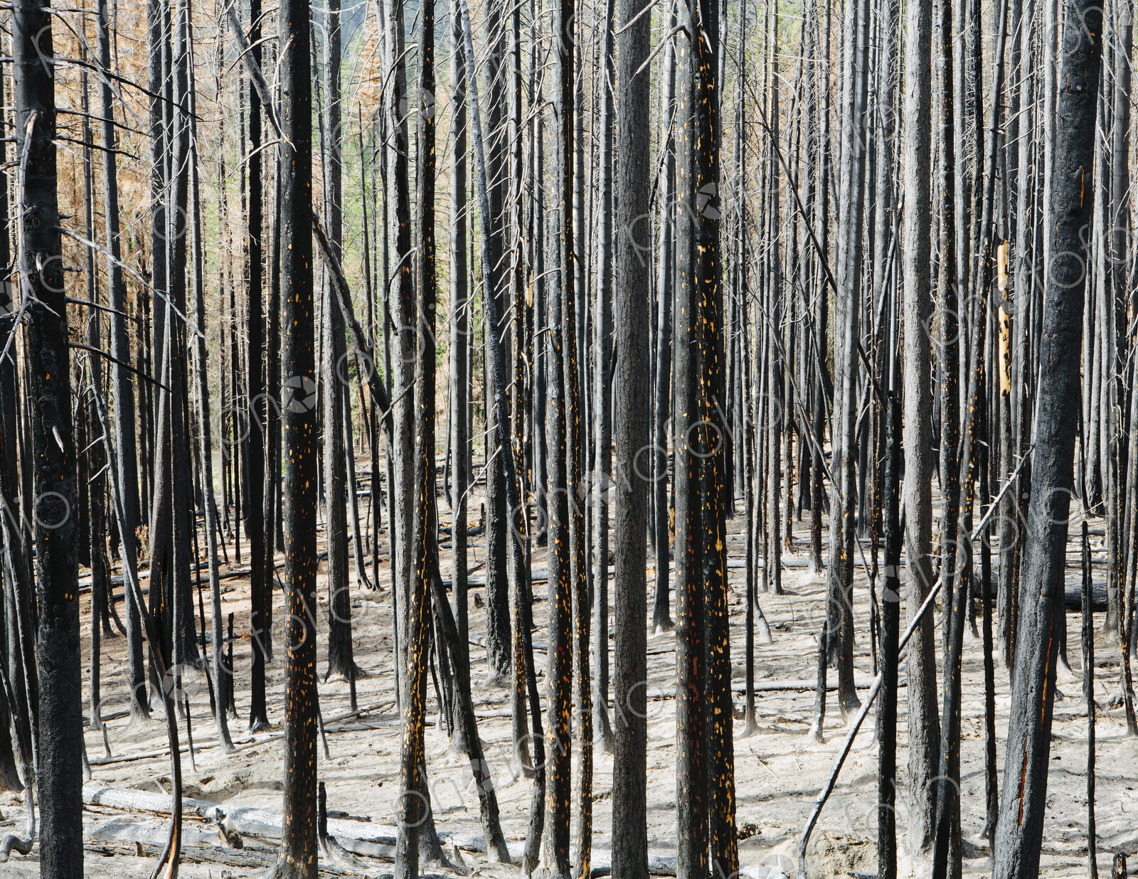 Fire damaged trees and forest (from the 2012 Table Mountain Fire), Okanogan-Wenatchee…