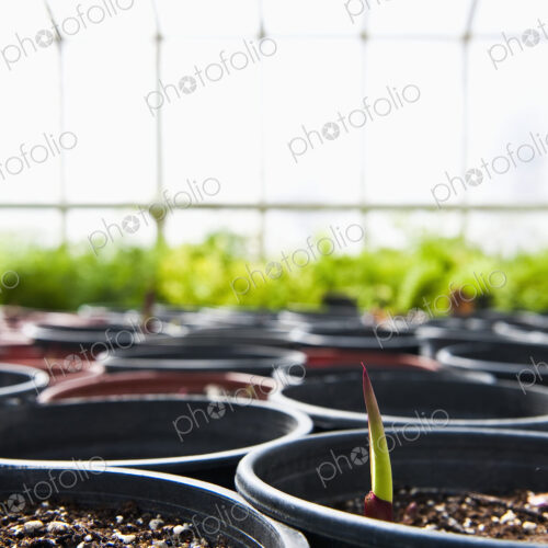 First Sprout Rises From A Potted Plant