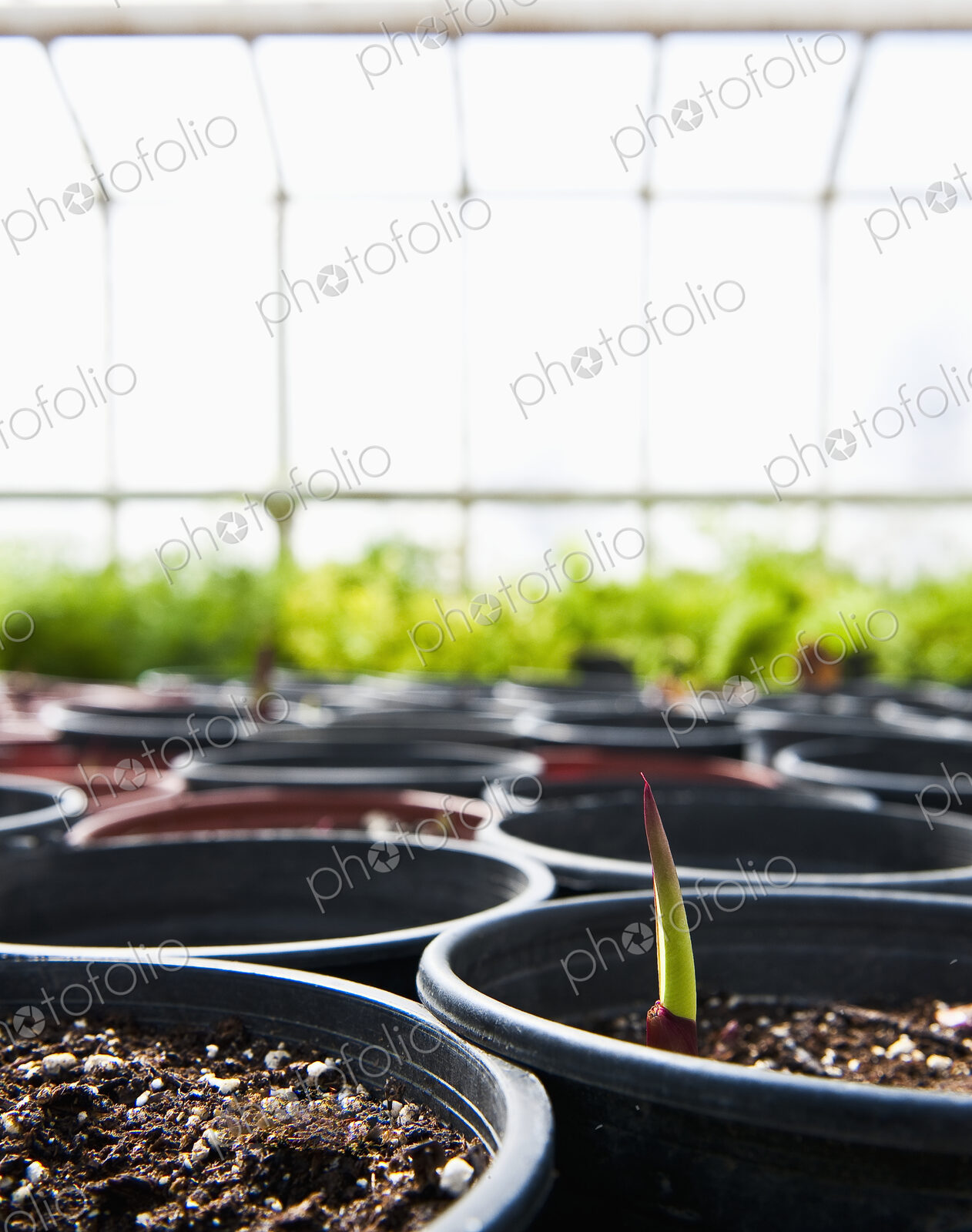 First Sprout Rises From A Potted Plant