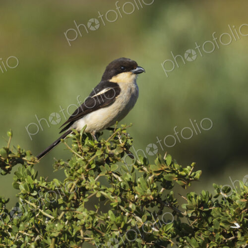 Fiscal Shrike bird, the southern fiscal, Lanius collaris, West Coast National Park,…