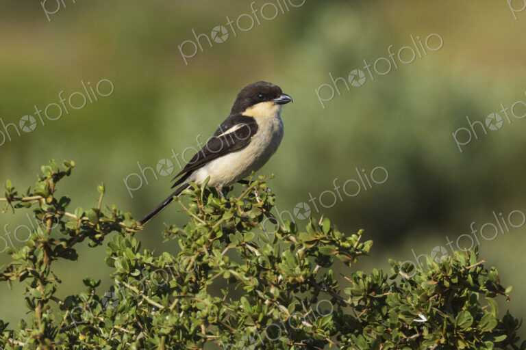 Fiscal Shrike bird, the southern fiscal, Lanius collaris, West Coast National Park,…
