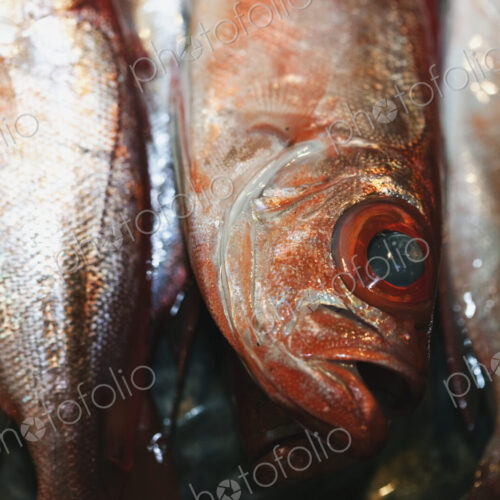 Fish Heads Fish Heads