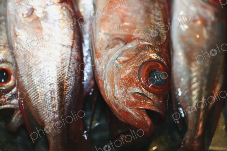 Fish Heads