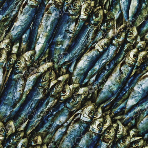 Fish Heads Fish Heads