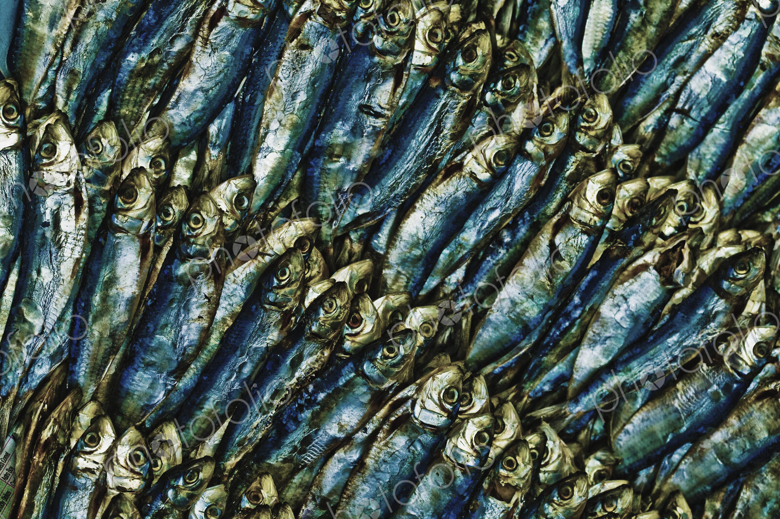 Fish Heads