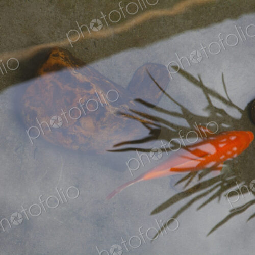 Fish swimming underwater with reflections in pond surface.
