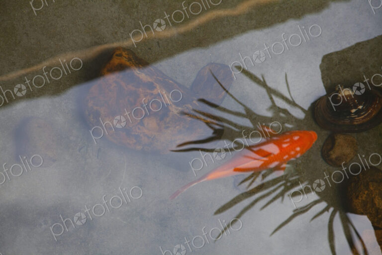 Fish swimming underwater with reflections in pond surface.