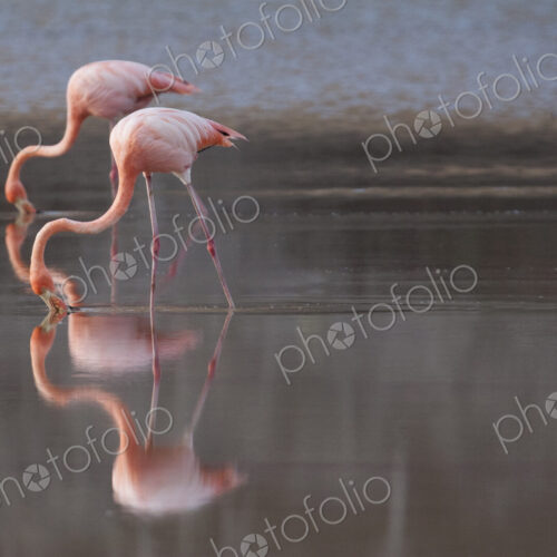 Flamingoes reflecting in still lake Flamingoes reflecting in still lake