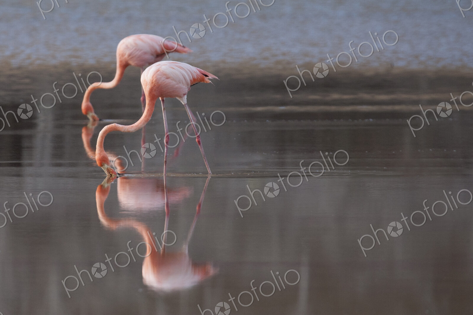 Flamingoes reflecting in still lake