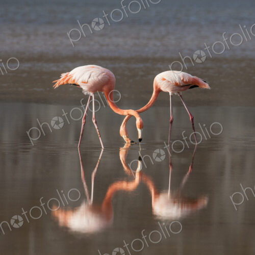 Flamingoes reflecting in still lake Flamingoes reflecting in still lake