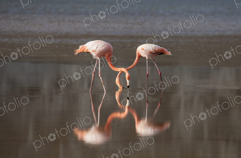 Flamingoes reflecting in still lake