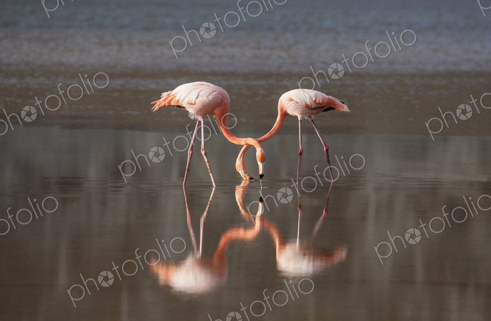 Flamingoes reflecting in still lake