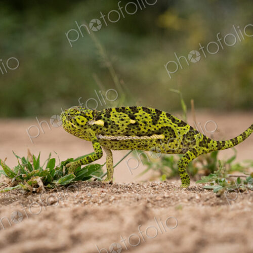 Flap-necked Chameleon, Chamaeleo dilepis, Chameleon walking on sand, showing bright… Flap-necked Chameleon, Chamaeleo dilepis, Chameleon walking on sand, showing bright…