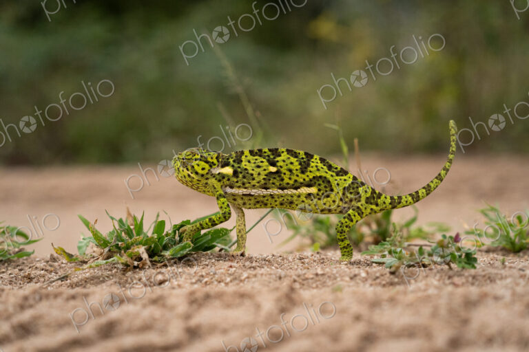Flap-necked Chameleon, Chamaeleo dilepis, Chameleon walking on sand, showing bright…