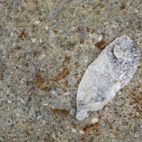 Flattened Plastic water bottle on pavement, USA