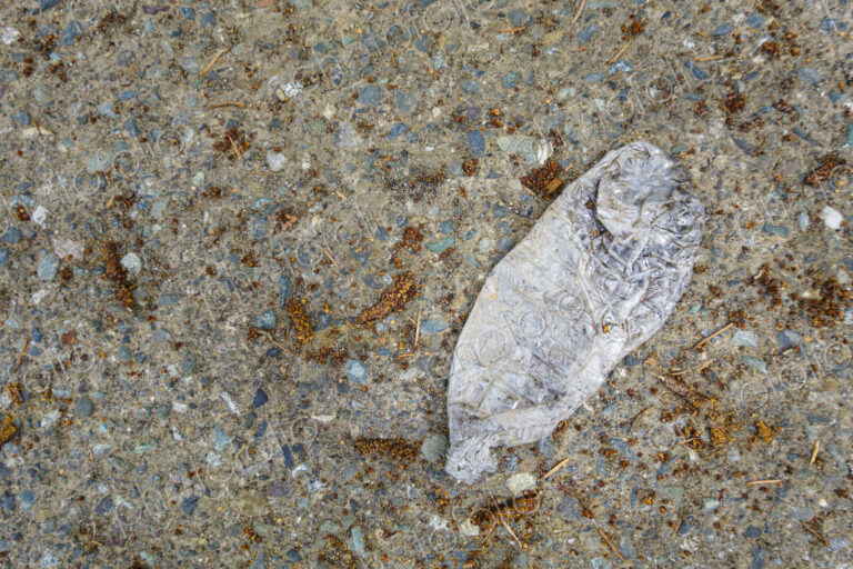 Flattened Plastic water bottle on pavement, USA