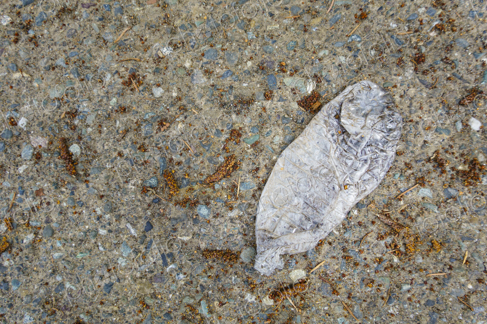Flattened Plastic water bottle on pavement, USA