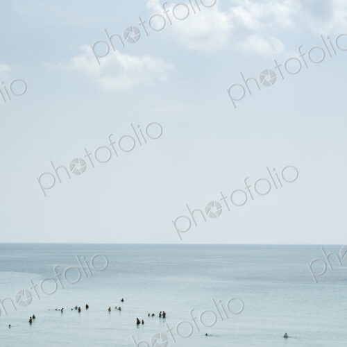 Flock of birds swimming in ocean Flock of birds swimming in ocean
