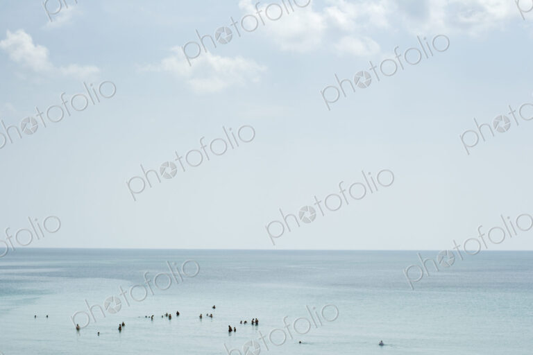 Flock of birds swimming in ocean