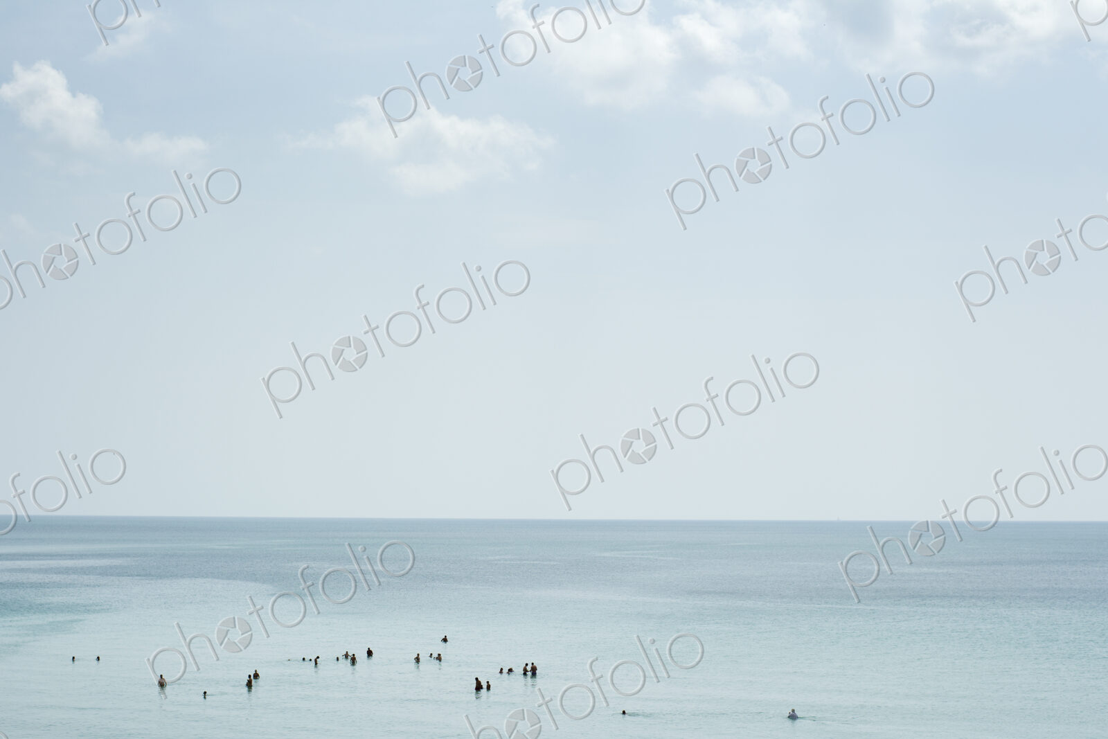 Flock of birds swimming in ocean