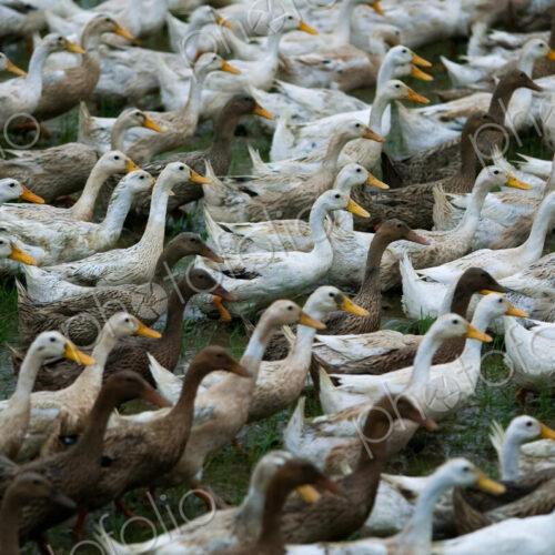Flock of geese, China Flock of geese, China