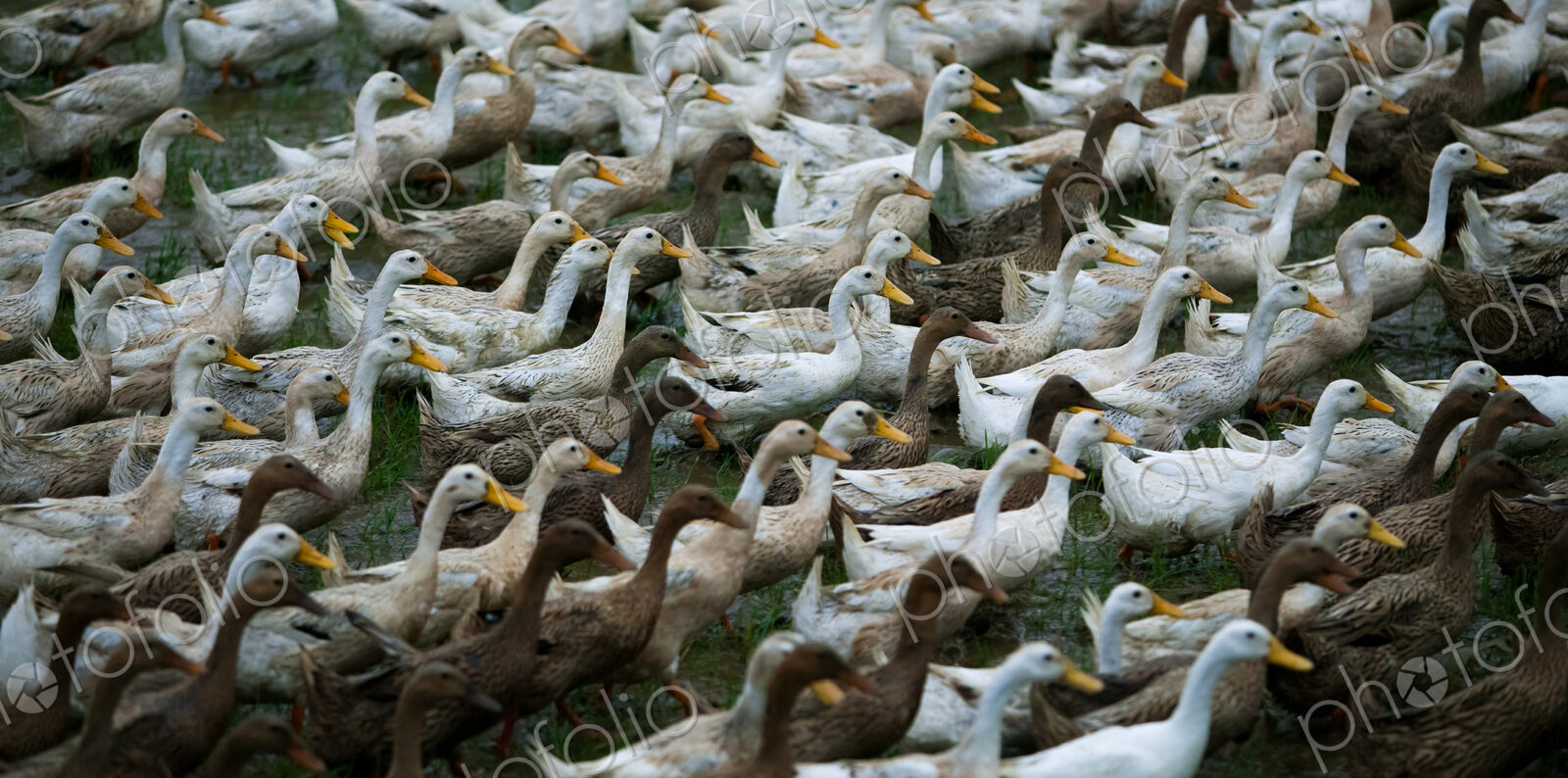 Flock of geese, China