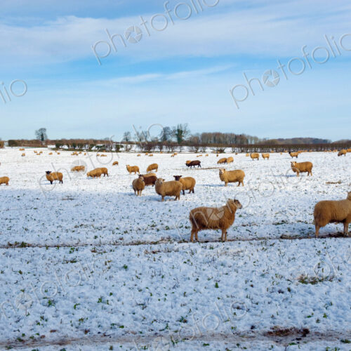 Flock of sheep outdoors in a field in the snow. Flock of sheep outdoors in a field in the snow.