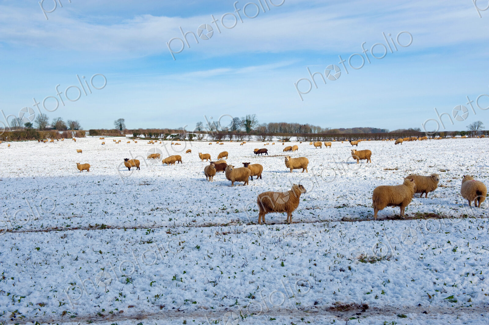 Flock of sheep outdoors in a field in the snow.