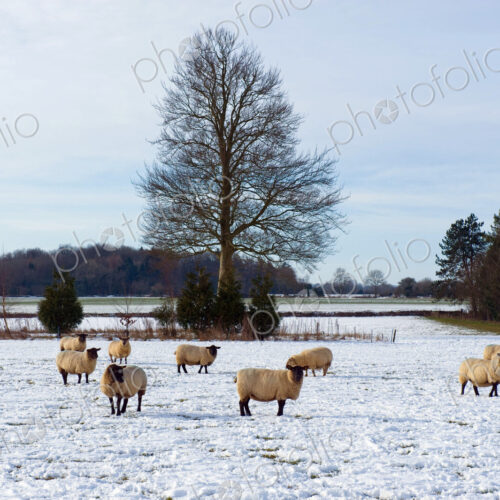 Flock of sheep outdoors in a field in the snow. Flock of sheep outdoors in a field in the snow.