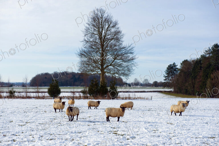 Flock of sheep outdoors in a field in the snow.
