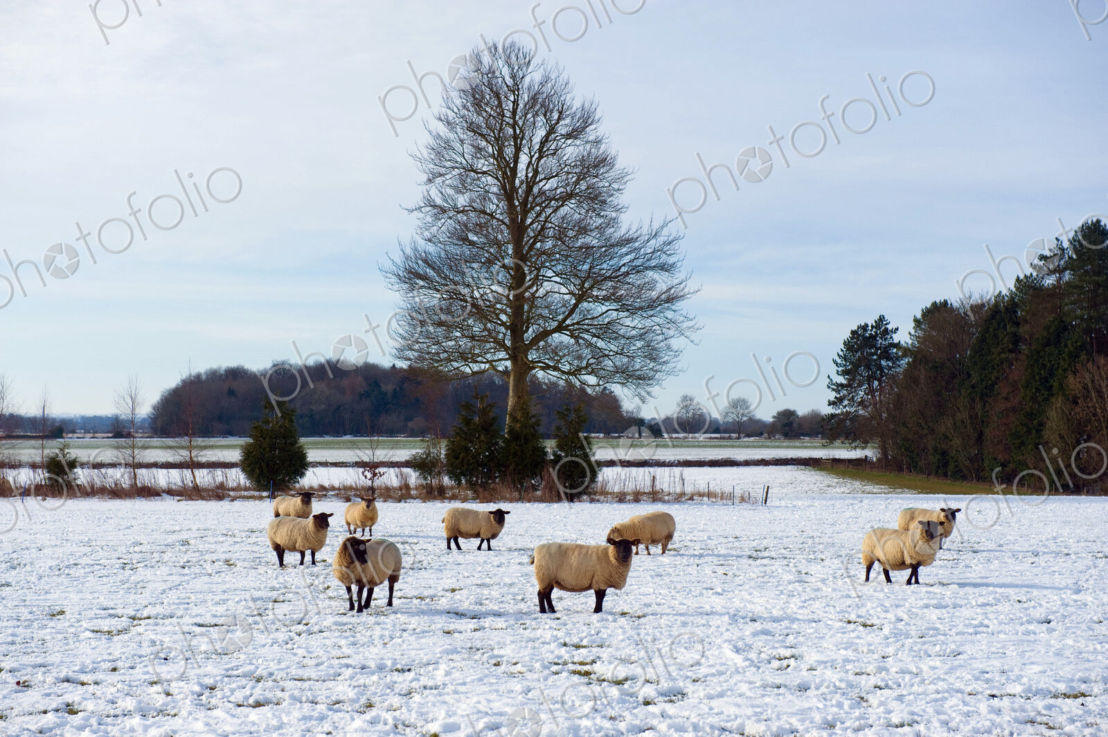 Flock of sheep outdoors in a field in the snow.