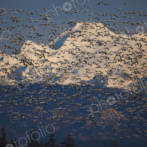 Flock of snow geese in flight with Mt. Baker behind, Skagit Valley, Washington, USA Flock of snow geese in flight with Mt. Baker behind, Skagit Valley, Washington, USA