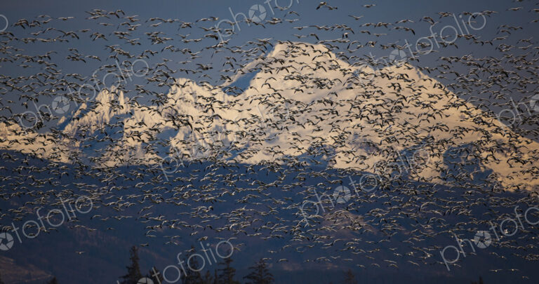 Flock of snow geese in flight with Mt. Baker behind, Skagit Valley, Washington, USA