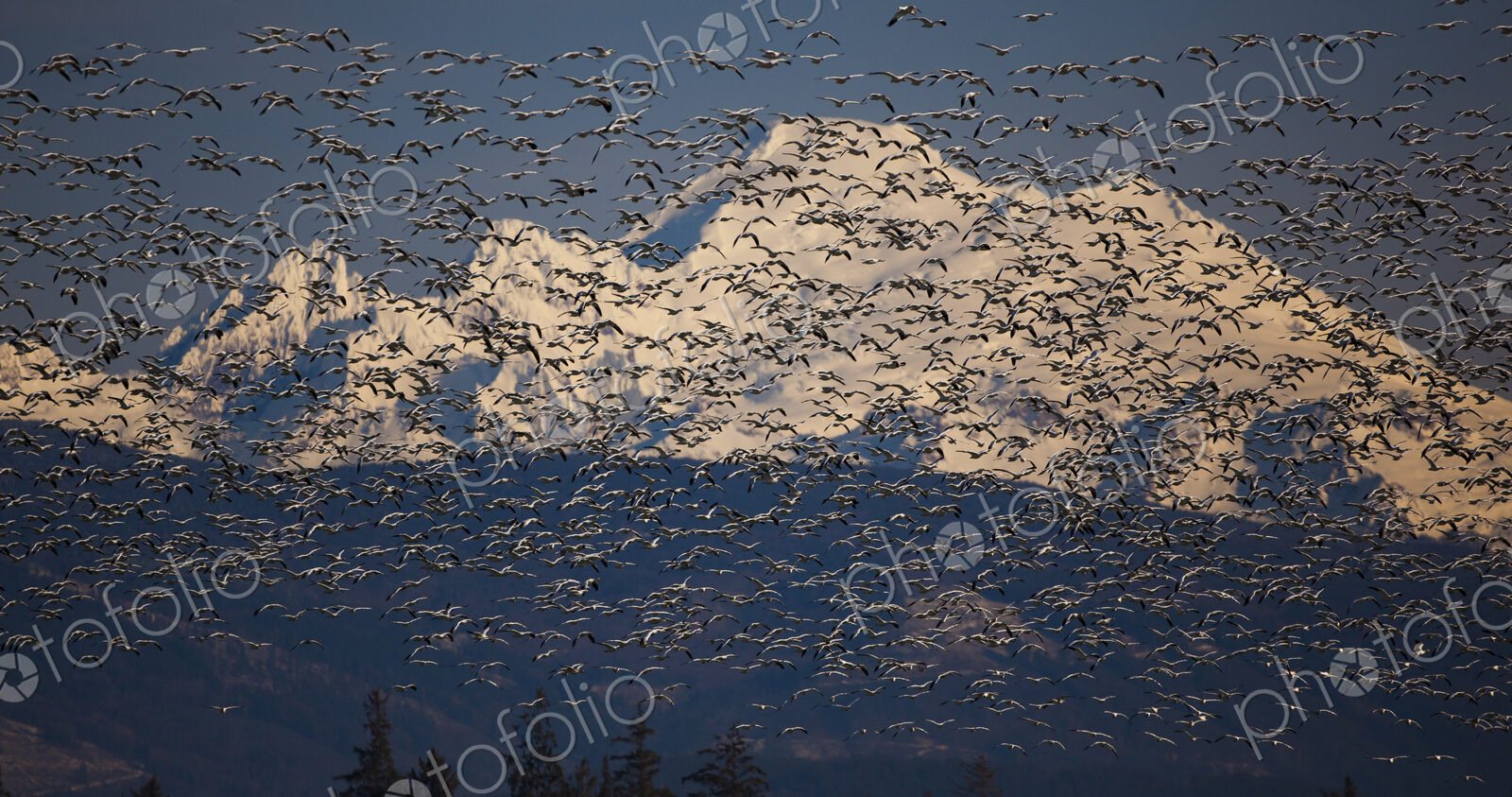 Flock of snow geese in flight with Mt. Baker behind, Skagit Valley, Washington, USA