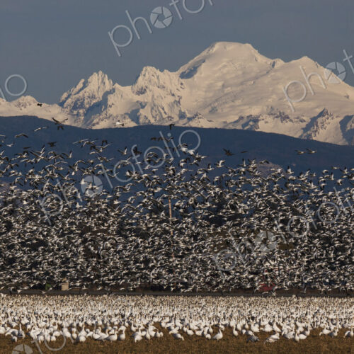 Flock of snow geese in flight with Mt. Baker behind, Skagit Valley, Washington, USA Flock of snow geese in flight with Mt. Baker behind, Skagit Valley, Washington, USA