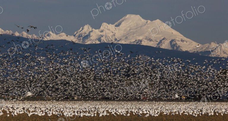 Flock of snow geese in flight with Mt. Baker behind, Skagit Valley, Washington, USA