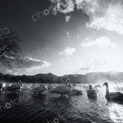 Flock of white Swans on a lake. Flock of white Swans on a lake.