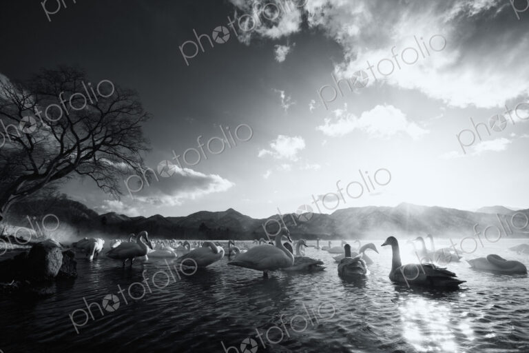 Flock of white Swans on a lake.